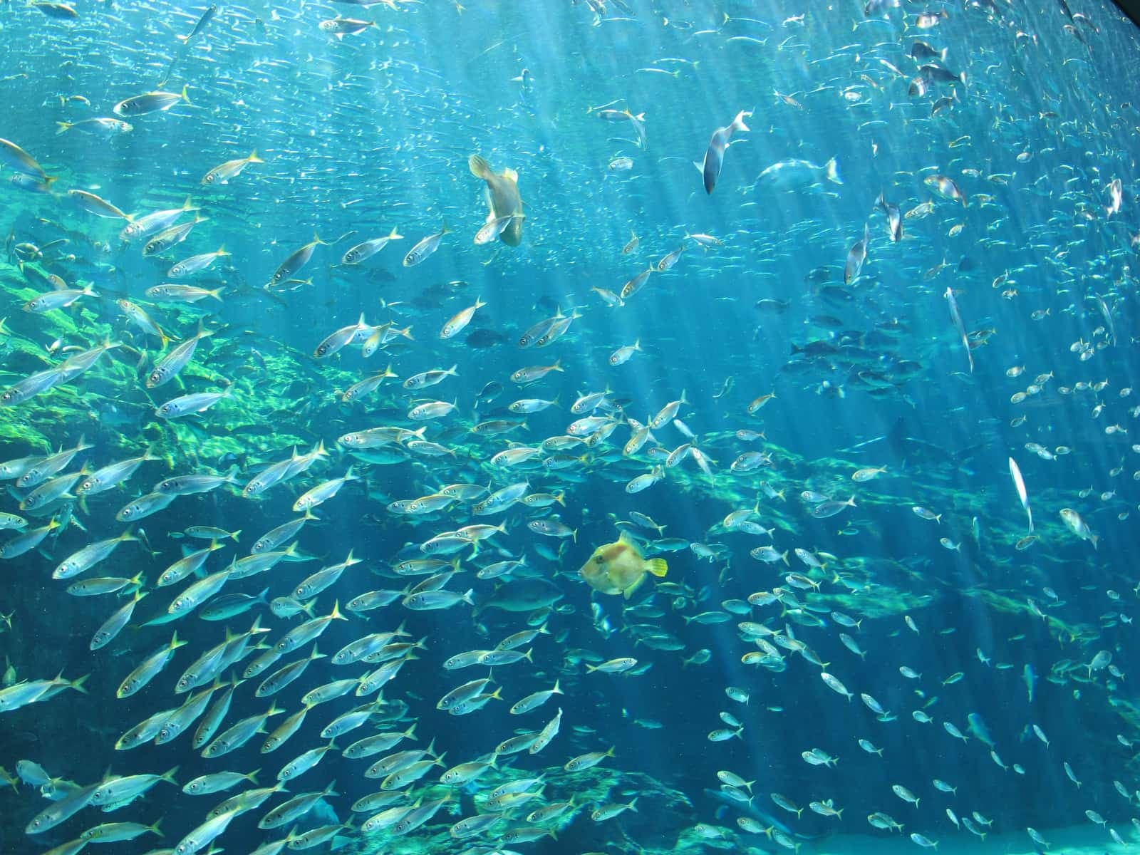 九十九島湾大水槽。自然光が差し込む水槽を、アジなどの魚の群れが泳いでいる